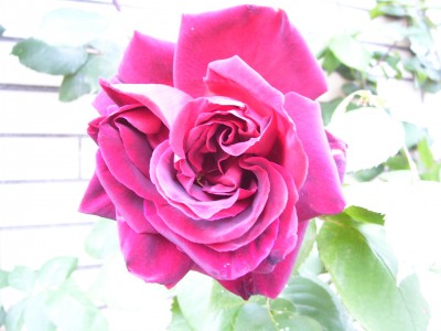 Ecke2012.06 (15).jpg