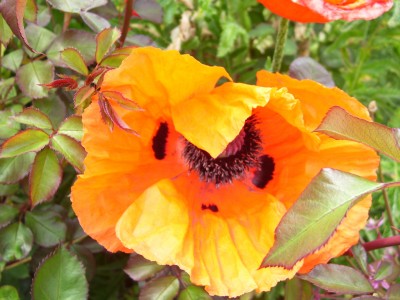 Ecke2012.06 (12).jpg