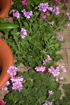 Pelargonie 046yy.jpg