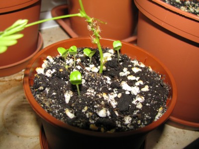 Mimosa pudica Sämlinge.jpg