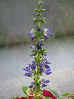 Coleus blumei Blütenstand.jpg