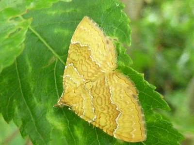 Ockergelber Blattspanner (Camptogramma bilineata) (4) - Kopie (800x600).jpg