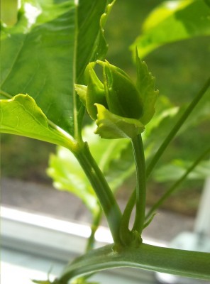 2012-06-13 12.41.43.jpg