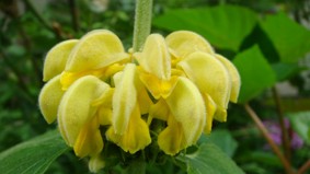 Phlomis russeliana Brandkraut.jpg