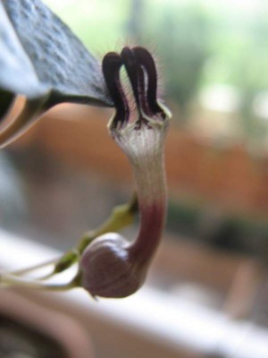 Ceropegia linearis ssp. woodii Blüte 3.JPG