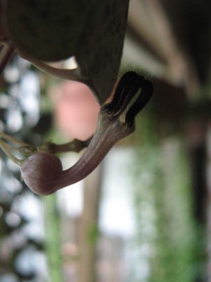 Ceropegia linearis ssp. woodii Blüte 2.JPG