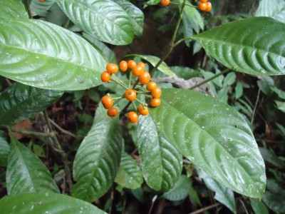 227. Pflanze, Planta de 90 cm, Mulunpaqui, DSC04399.JPG