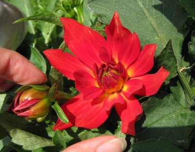 Dahlia Zwerg_0753.jpg