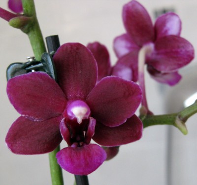 Dtps Black Bird oder Verwandte_0801.jpg