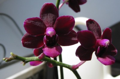 Dtps Black Bird oder Verwandte_0561.jpg