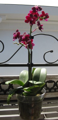 Dtps Black Bird oder Verwandte0560.jpg