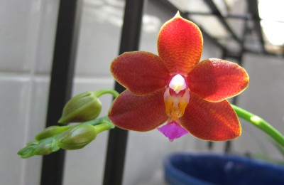 Phal. I-Hsin Salmon 'Copper Star'_0562.jpg