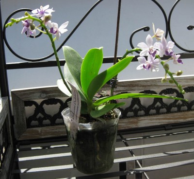 Dtps.Tzu Chiang Sapphire_0559.jpg