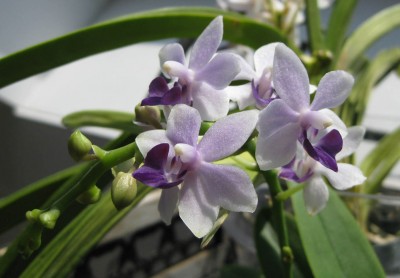 Dtps Tzu Chiang Sapphire_0798.jpg