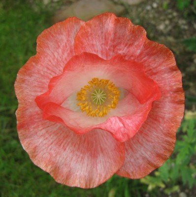 Papaver rhoeas Falling in Love Mischung_0789.jpg
