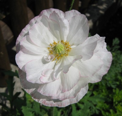 Papaver rhoeas Falling in Love Mischung_0757.jpg