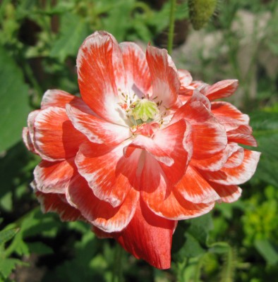 Papaver rhoeas Falling in Love Mischung_0755.jpg