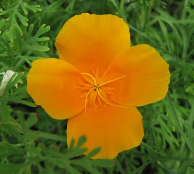 Eschscholzia californica_0763.jpg
