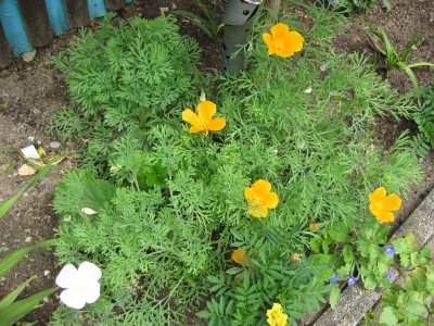 Eschscholzia californica_0762.jpg