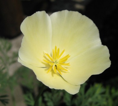 Eschscholzia californica_0758.jpg