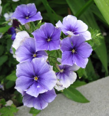 Phlox drummondii Monday Blues_0794.jpg