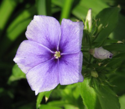 Phlox drummondii Monday Blues_0631.jpg