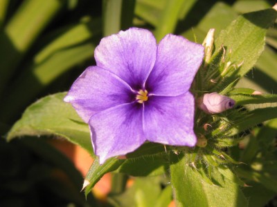 Phlox drummondii Monday Blues_0603.jpg
