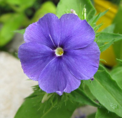 Phlox drummondii  Monday Blues_0792.jpg