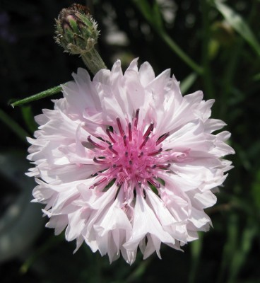 Kornblume rosa_0738.jpg