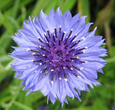 Centaurea cyanus Classic Fantastic Mischung_0777.jpg