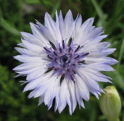 Centaurea cyanus Classic Fantastic Mischung_0766.jpg