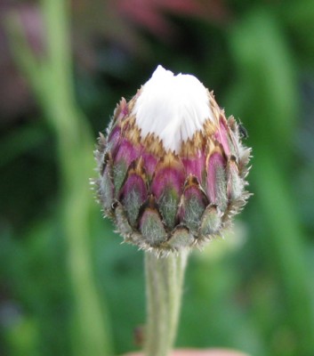 Centaurea cyanus Classic Fantastic Mischung_0751.jpg