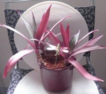 lila Blattpflanze.JPG