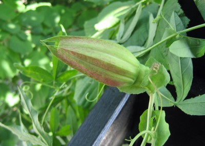 Knospe gritensis.jpg