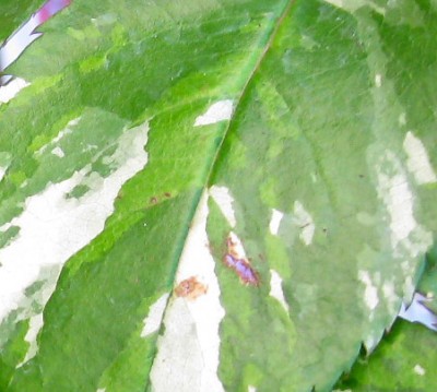 Junirätselweißgrün_0325.jpg
