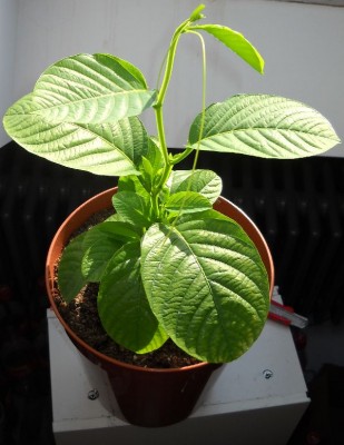 Passiflora quadrangularis  17.06.2012.jpg