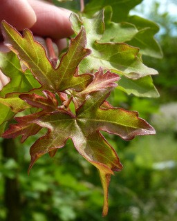 1-P1020869.JPG