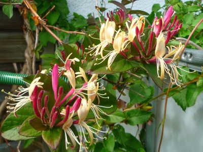 Lonicera japonica chinensis.JPG