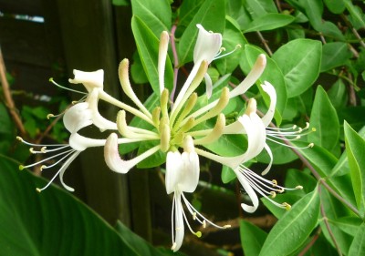 Lonicera zart duftend.JPG