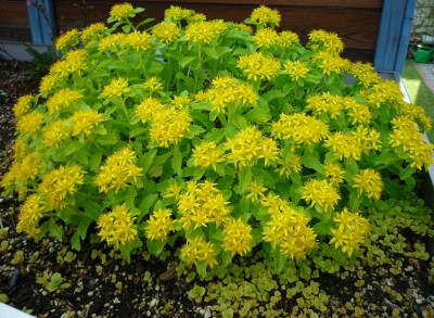 Phedimus Kamtschatikum.JPG