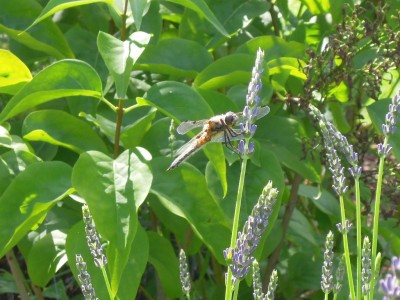 19062012 006.JPG
