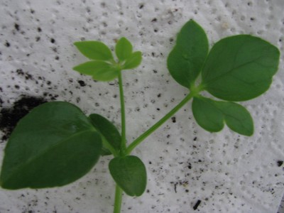 Schefflera Sämling 2.jpg