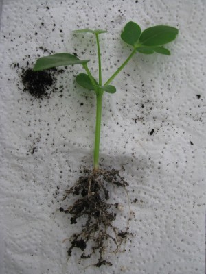 Schefflera Sämling.jpg