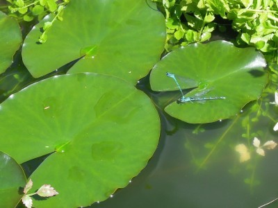 t_17062012_003_170.jpg