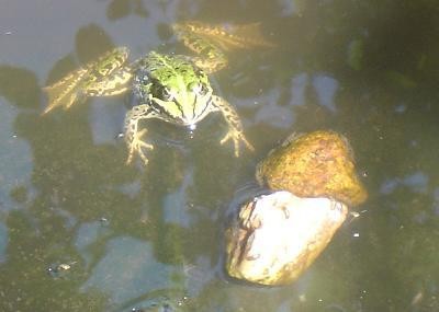 frosch1.JPG