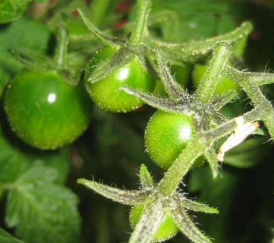 Tomaten.jpg