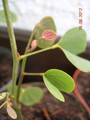Orchideenbäumchen.jpg