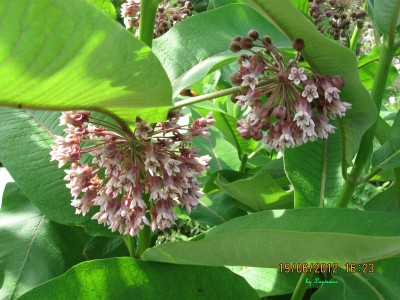 Asclepias syriaca.JPG
