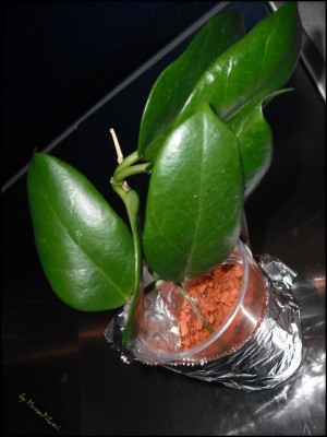 Hoya Macgregorii1.jpg