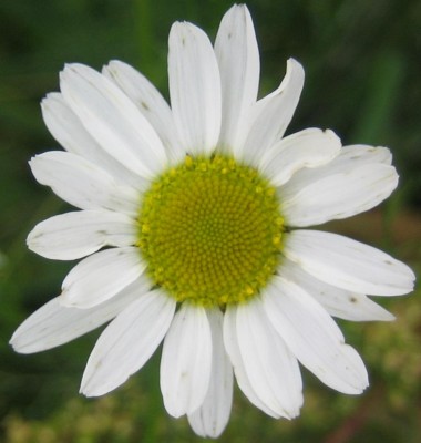 Blüten 260.jpg